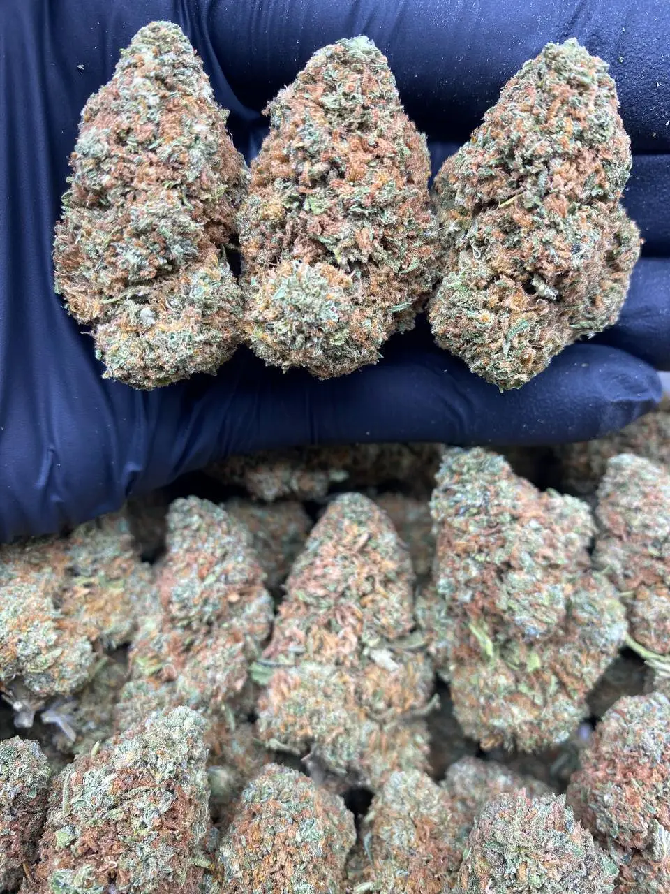 Afghani Goo strain