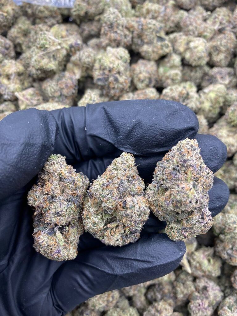Home Blueberry Gelato strain