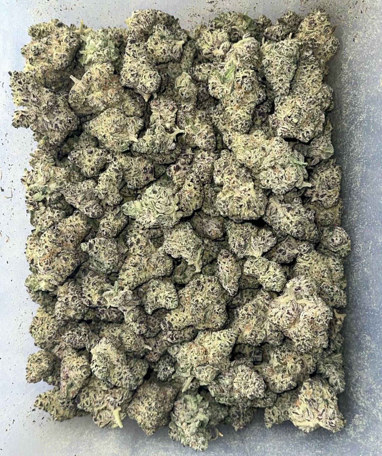 Ice Cream Gelato - Image 2