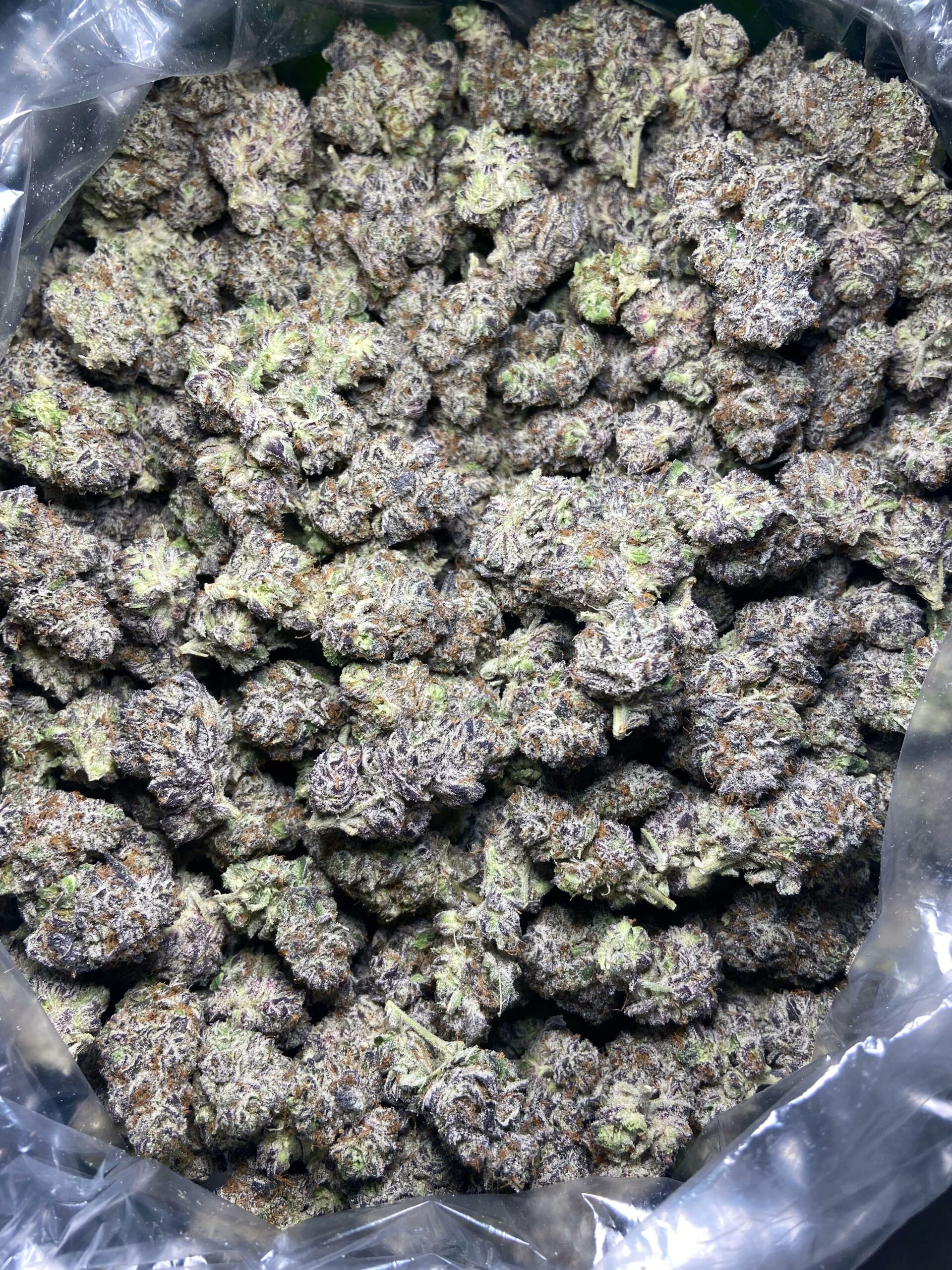 London Jelly - Image 3