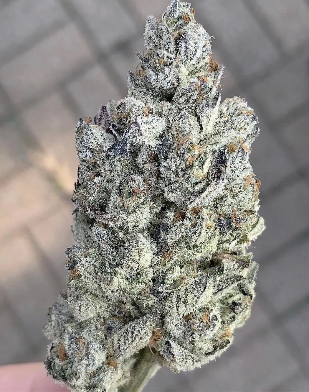 Marshmallow OG - Image 6