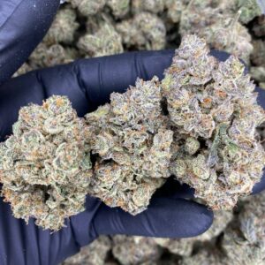 Burberry Haze strain