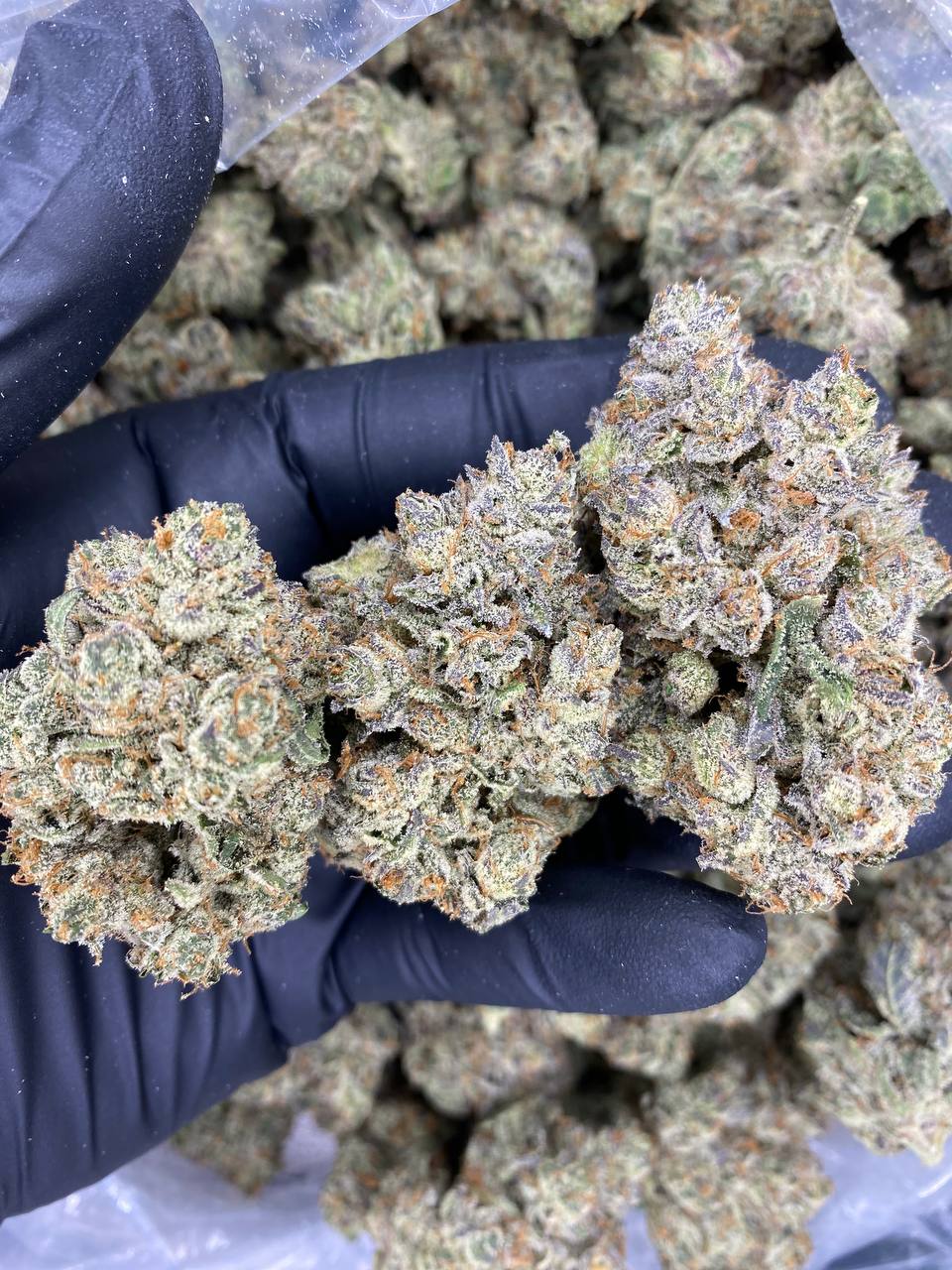 Burberry Haze strain