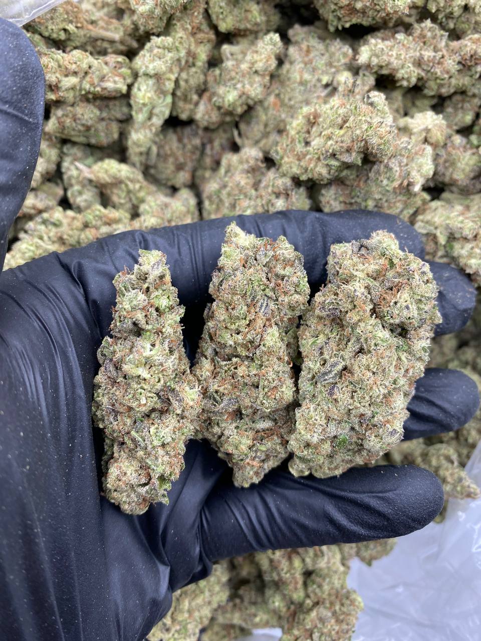 Gaslato Gaslato strain