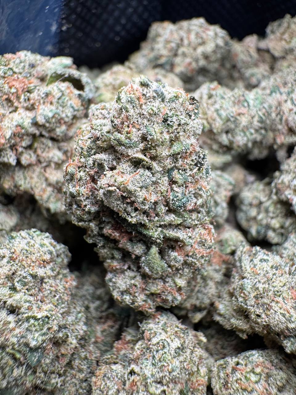 Mora Fresa - Image 2