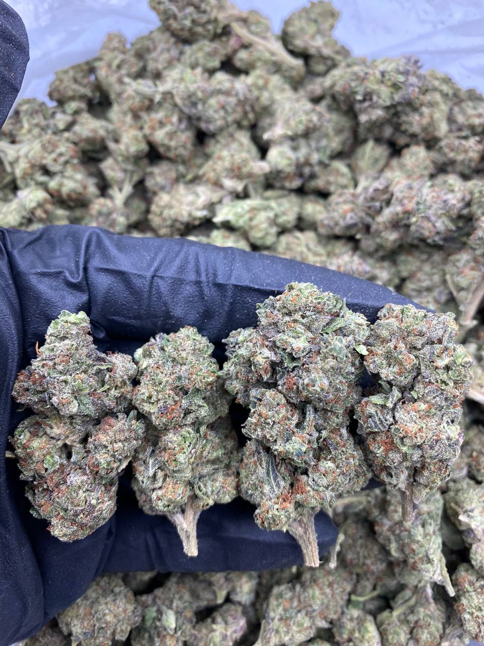 Ice Cream Sandwich 1 Ice Cream Sandwich strain