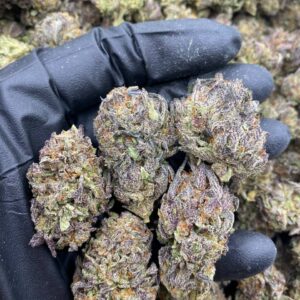 London Purpz kush strain