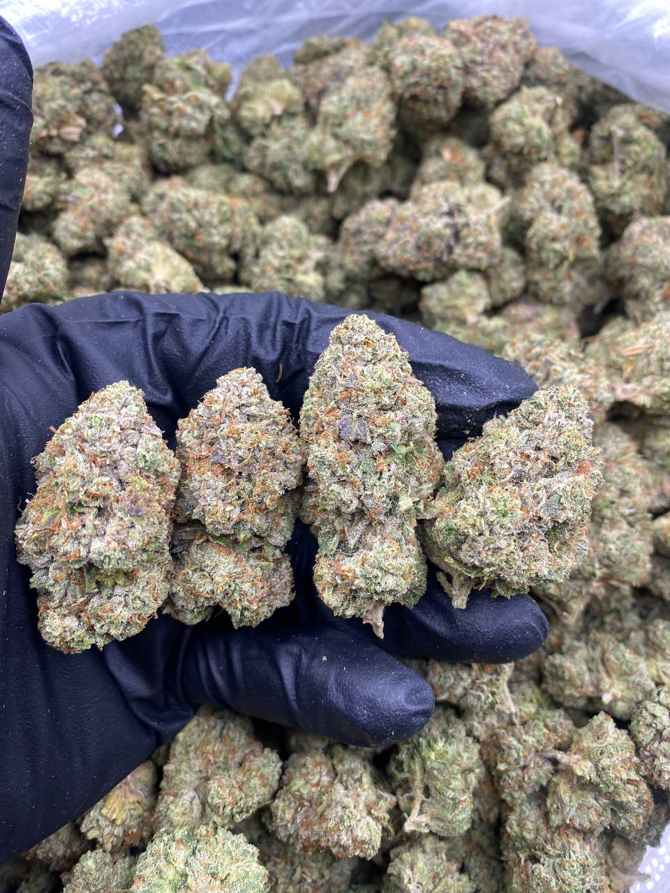 Marathon OG Marathon OG strain