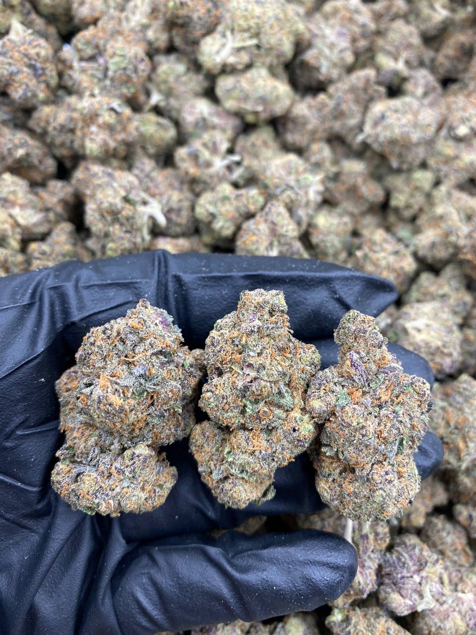 Permanent Marker weed